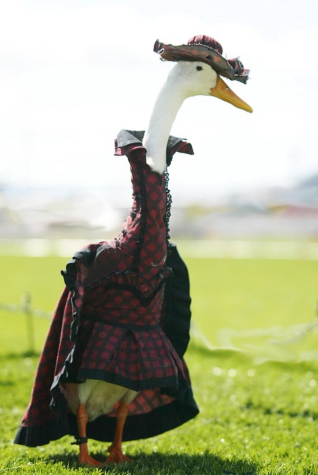¡El desfile de moda de los patos en Australia! EstiloDF