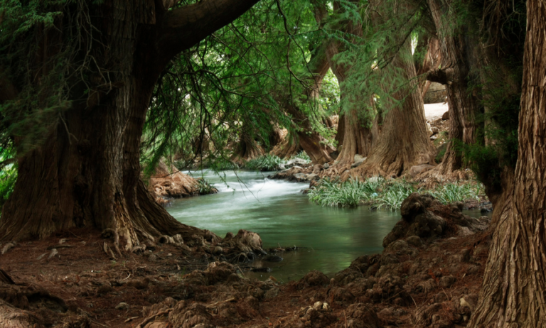 El bosque de Ahuehuetes más grande de México - EstiloDF