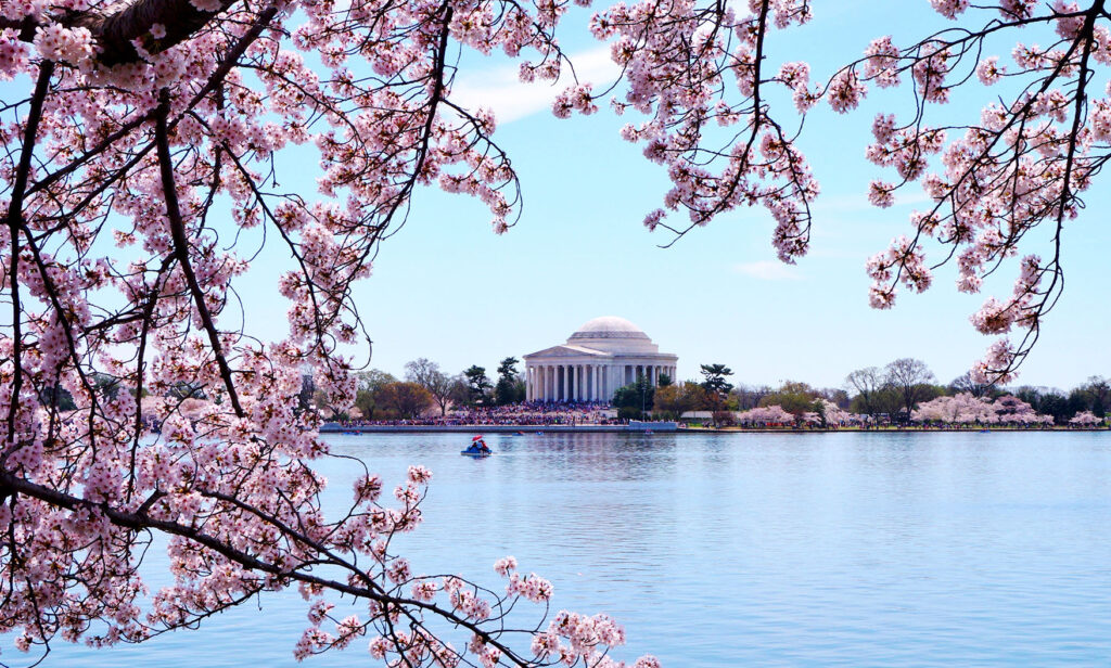 El gran espectáculo de los cerezos en Washington EstiloDF