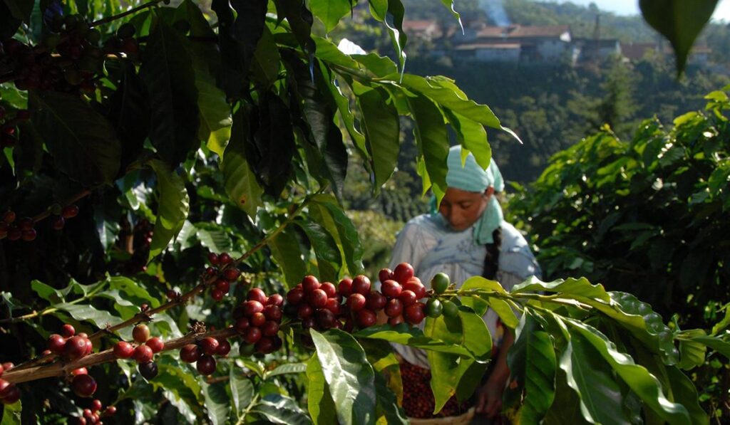 Aprende a identificar un buen café mexicano EstiloDF