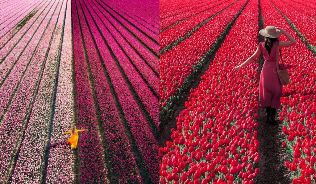 Los campos de tulipanes en Holanda se llenan de mensajes positivos